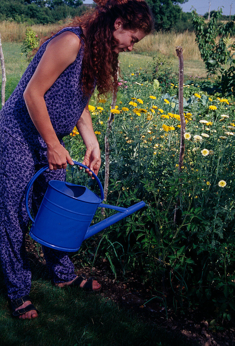 Watering tomatoes (Lycopersicon) in bed