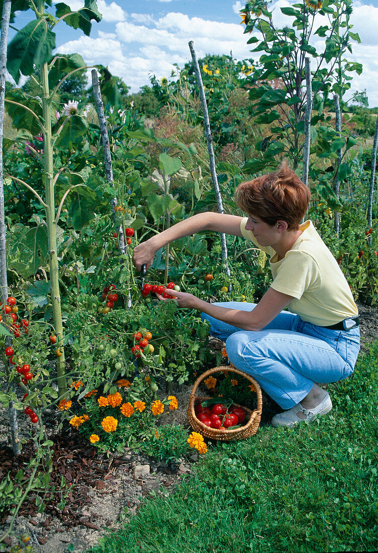 Woman harvesting tomatoes (Lycopersicon) from vegetable bed