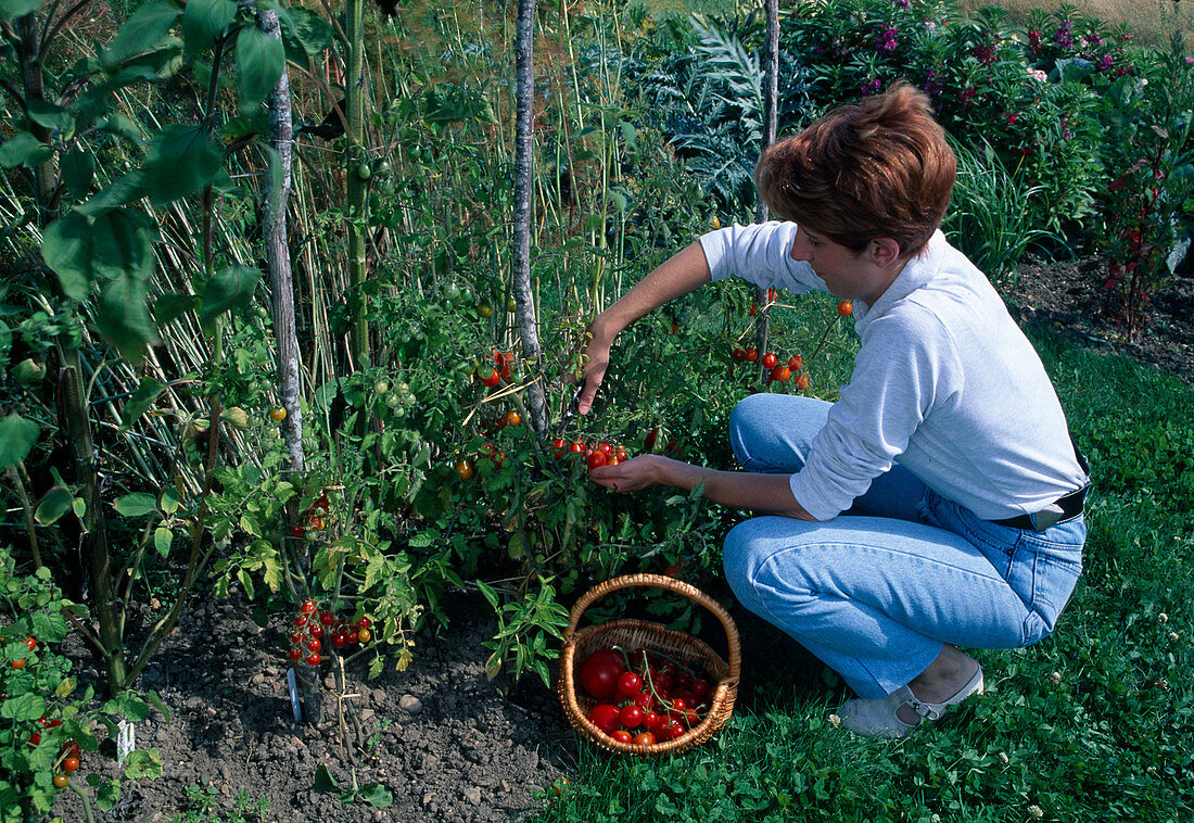 Frau erntet Tomaten (Lycopersicon) im Beet