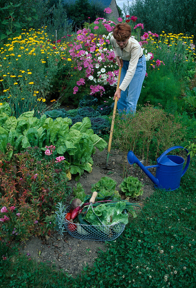 Loosen soil in the vegetable garden between chard (Beta vulgaris) and lettuce (Lactuca), Anthemis (safflower), Cosmos (ornamental basket)