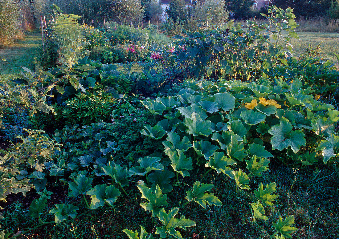 Mixed culture with vegetables and summer flowers