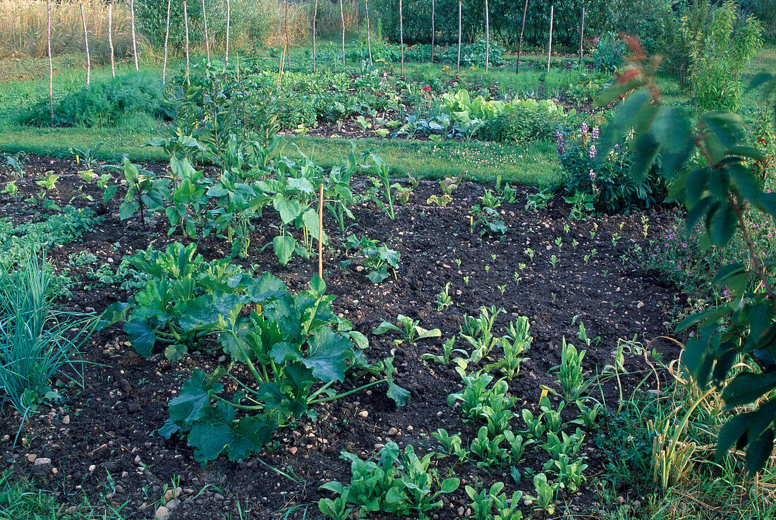 Development of a vegetable garden 24.06