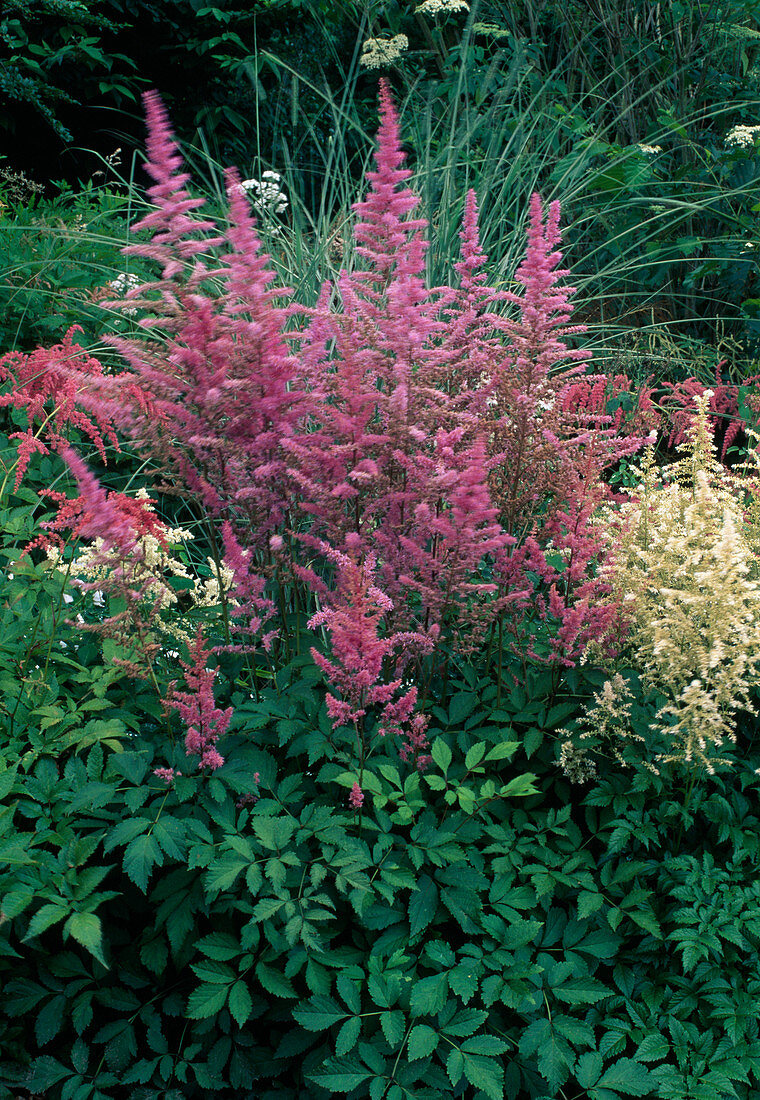 Astilbe 'Amethyst' (daisy)