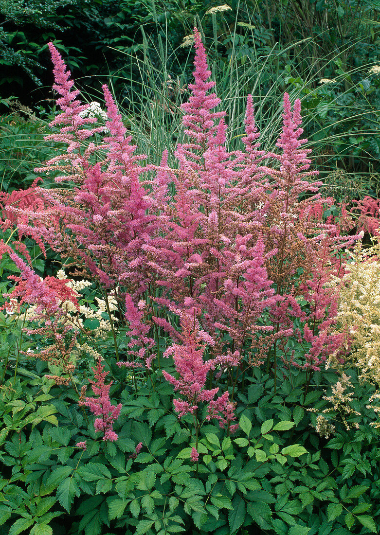 Astilbe 'Amethyst' (Plover)