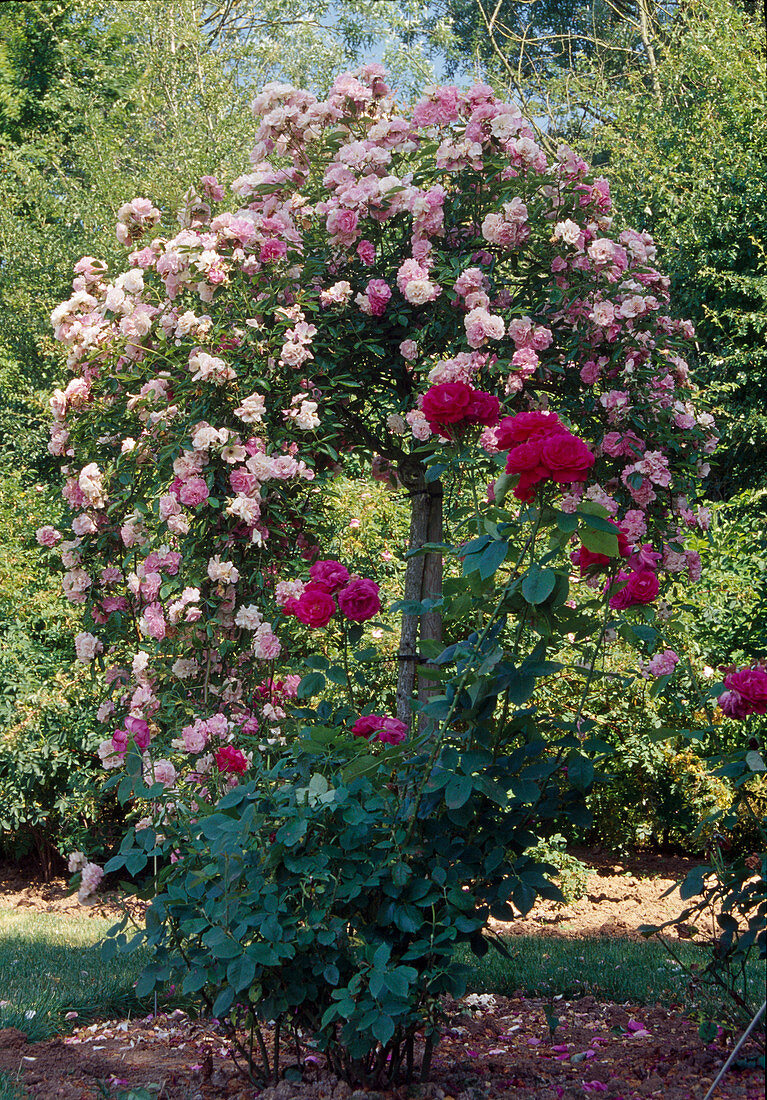 Rosa 'Tausendschön' (Ramblerrose) einmalblühend, leichter Duft, als Trauerstamm, davor Rosa 'General Jacqueminot' (Remontantrose), öfterblühend mit starkem Duft