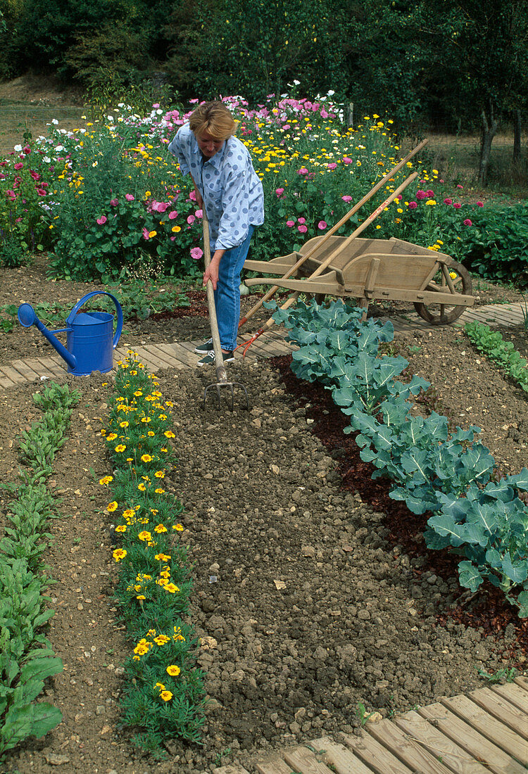 Sowing 1st step: Roughly rake soil