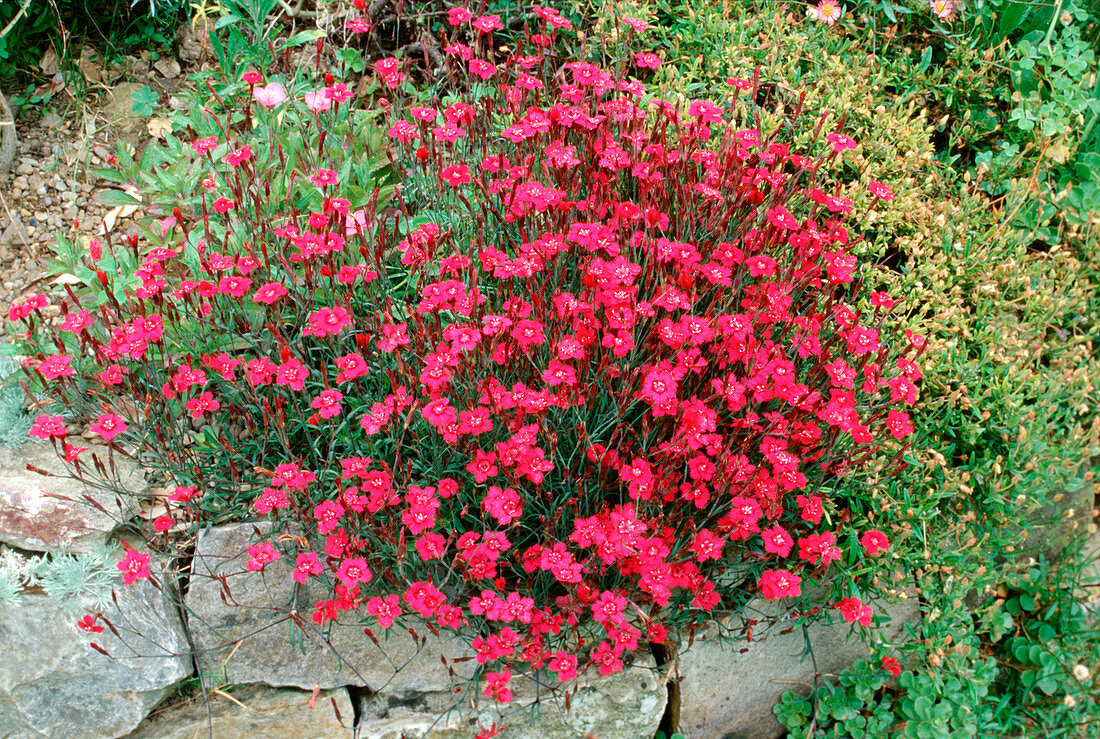 Dianthus deltoides 'Brillant'