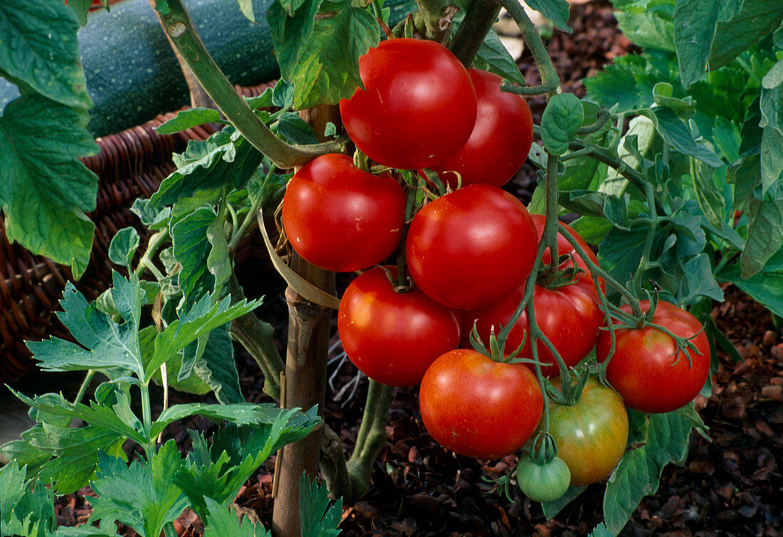 Tomaten 'Lucky Leprechaun' (Lycopersicon) im Beet