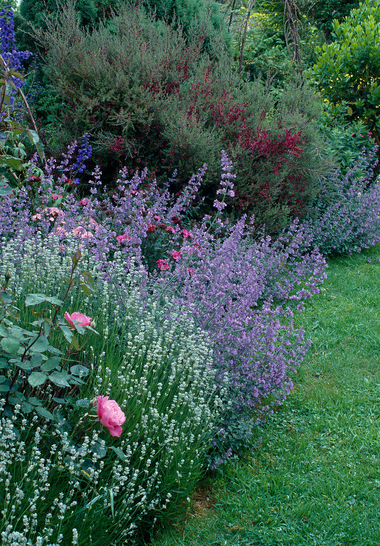 Nepeta 'Six Hills Giant' (Katzenminze), Lavandula angustifolia 'Alba' (Lavendel), Rosa (Rosen)