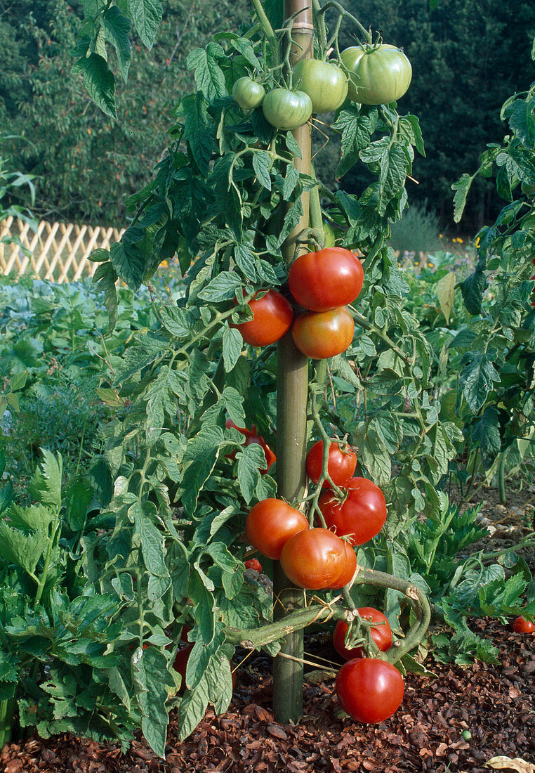 Tomaten 'Carmello' (Lycopersicon), Fleischtomate im Beet gemulcht