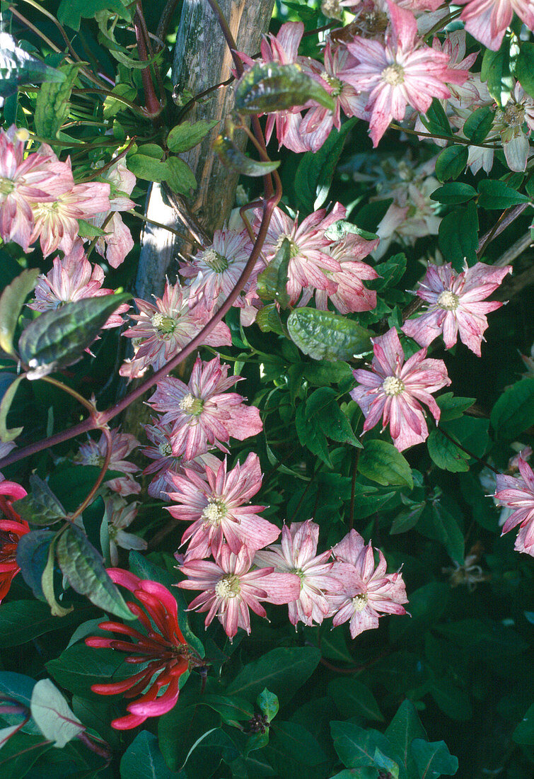 Clematis Montana 'Marjorie' (Waldrebe)