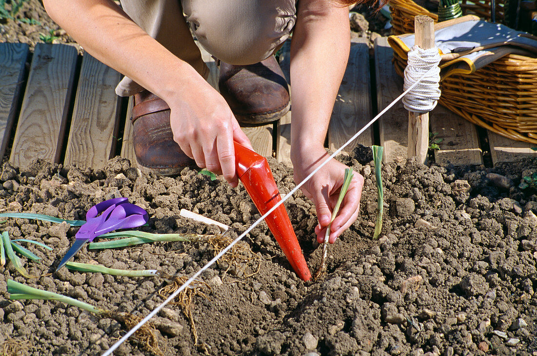 Leek plants