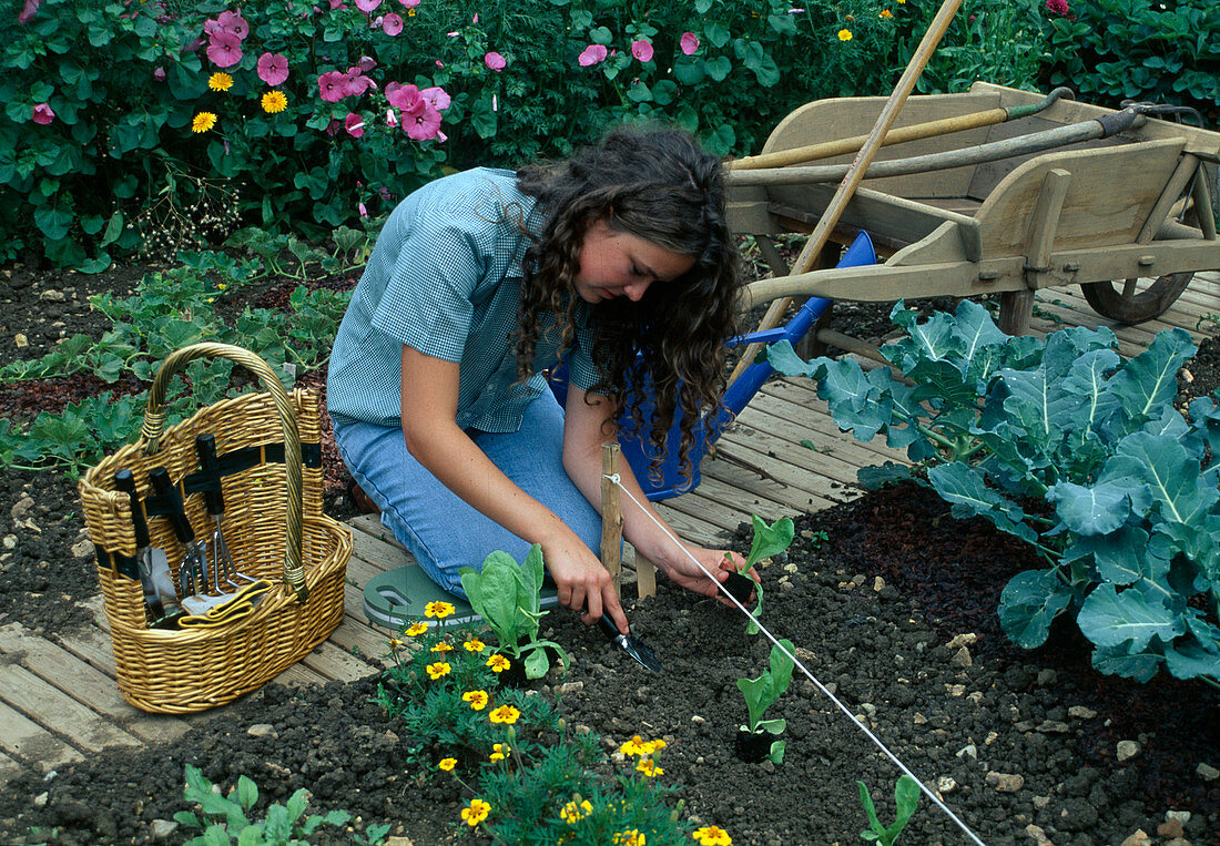 Woman planting lettuce (Lactuca) along the planting line, basket with small tools