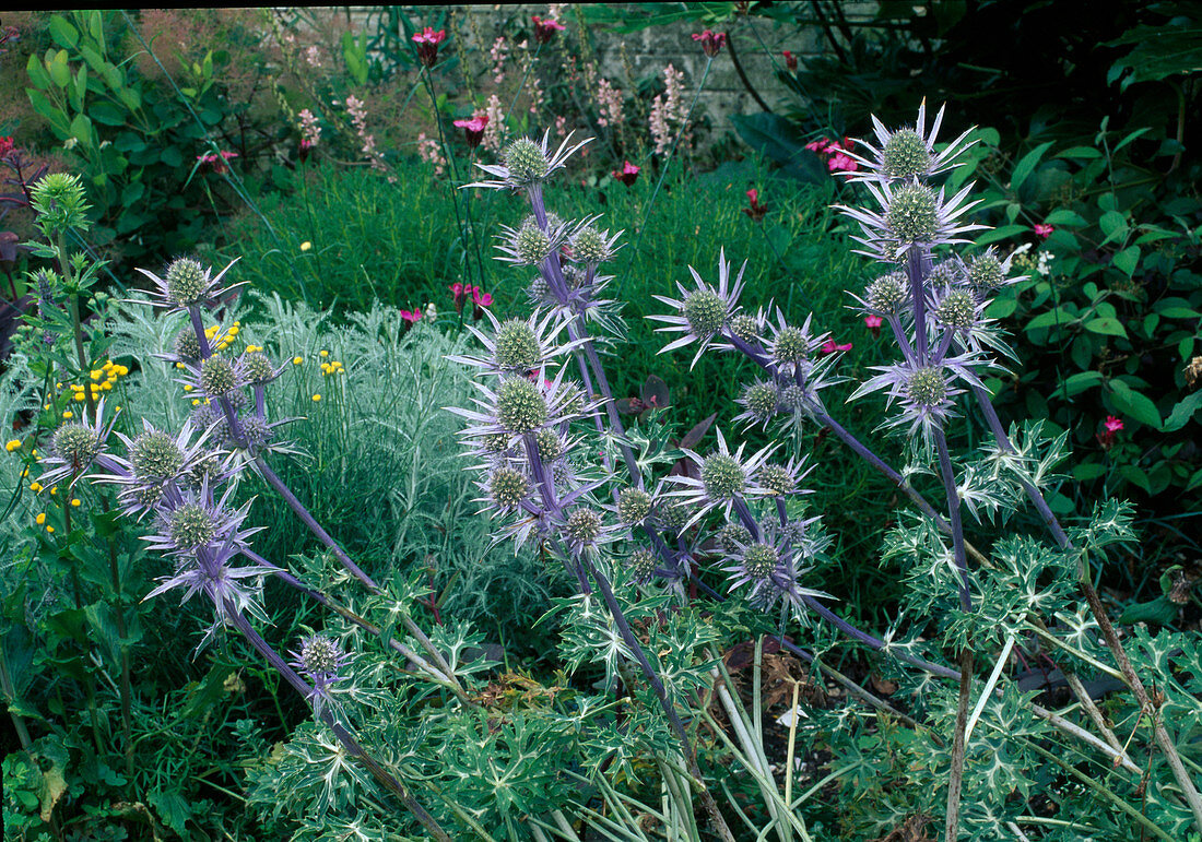 Eryngium planum 'Blue Ribbon' (Man's Litter)