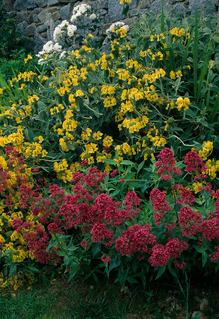 Centranthus ruber (Spornblume) und Phlomis (Brandkraut)