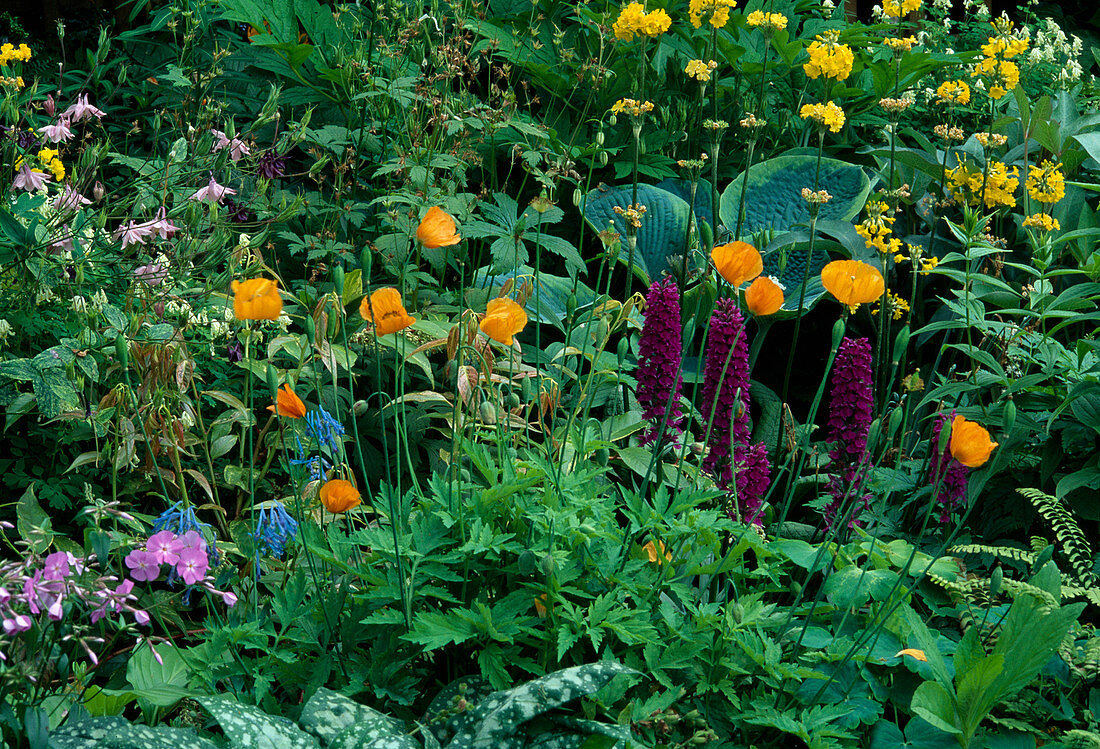 Dactylorhiza majalis (broad-leaved orchid), Meconopsis cambrica 'Aurantiaca' (false poppy), Primula florindae (bell cows), Hosta (funkie)