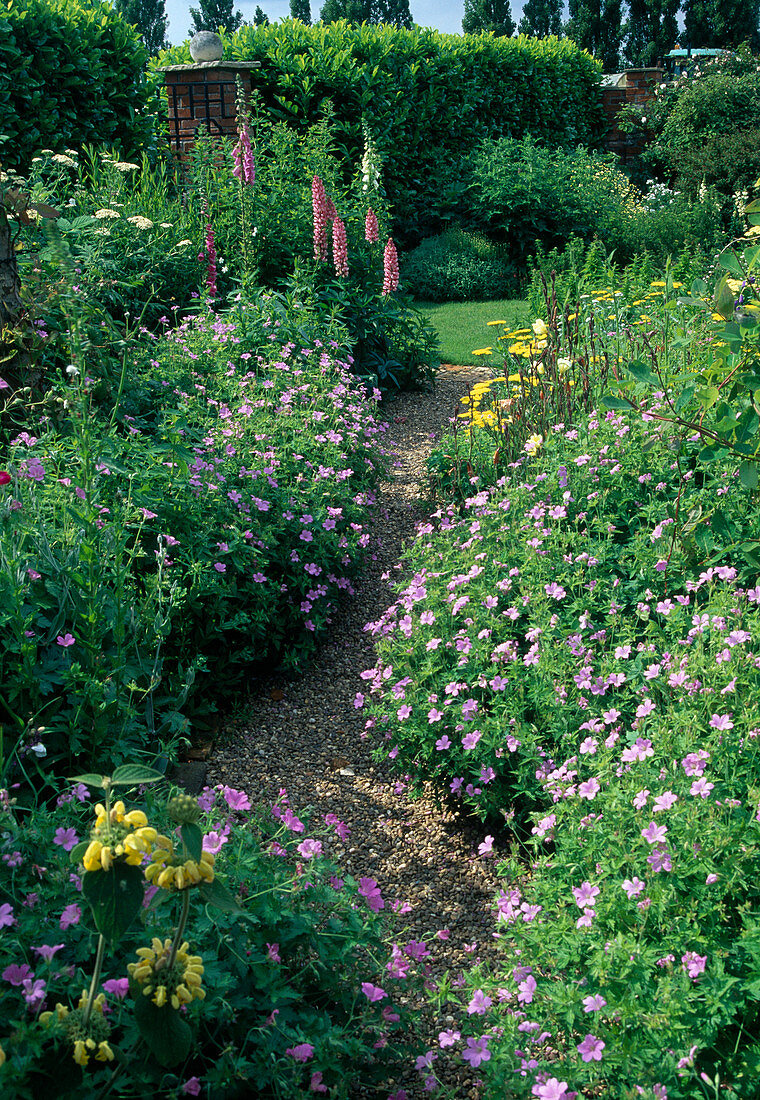 Kiesweg zwischen Beeten mit Geranium x oxonianum 'Claridge Druse' (Storchschnabel), Lupinus (Lupinen), Digitalis (Fingerhut) und Achillea (Schafgarbe)