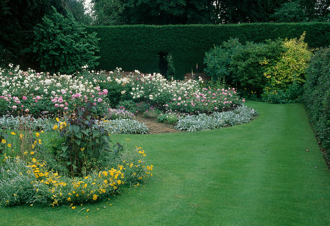 Inselbeete im Rasen mit Rosa (Rosen), Stachys byzantina (Wollziest) als Einfassung) und Sommerblumen, Hecke aus Taxus (Eibe) mit Durchgang, Sträucher