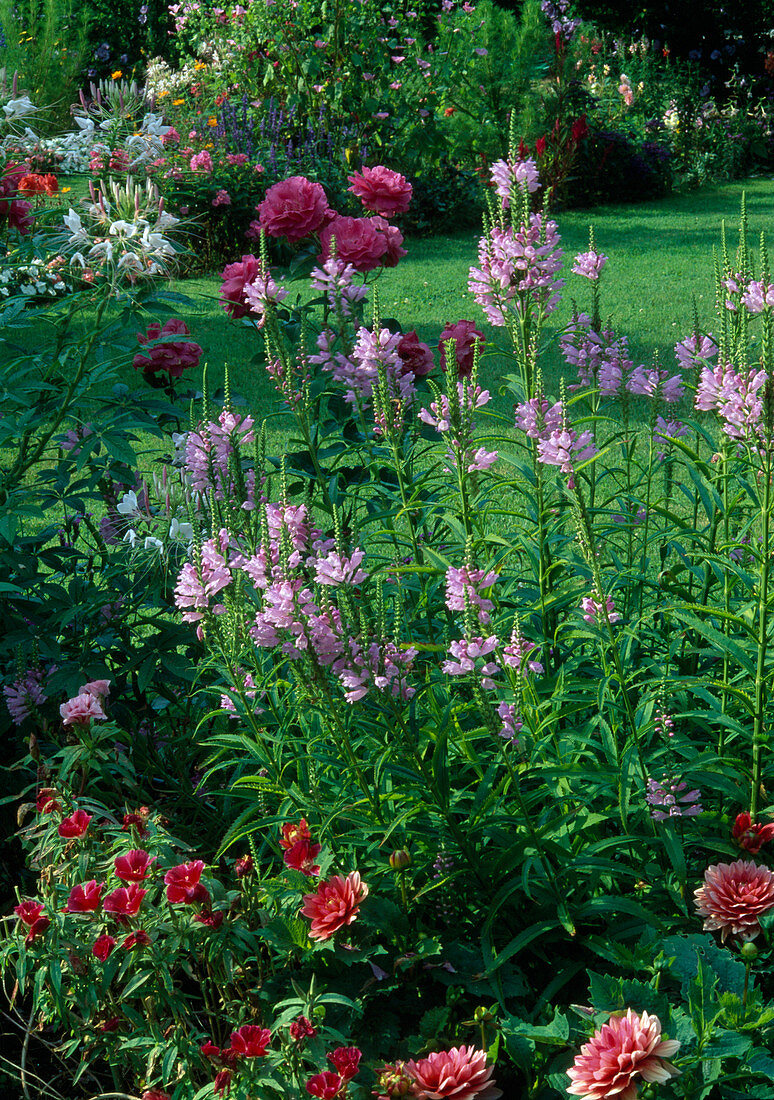 Physostegia virginiana 'Bouquet Rose' (joint flower), Rosa (rose), Godetia (Atlas flower) and Cleome (spider flower)