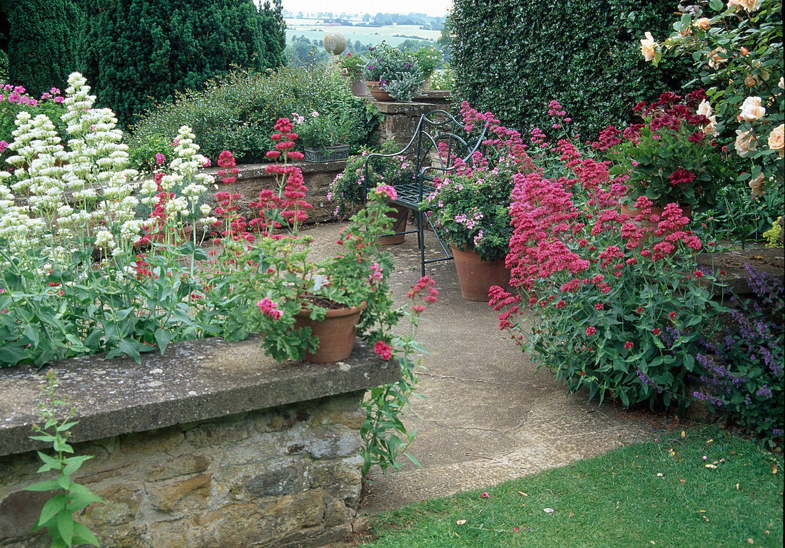 Centranthus ruber (spur flowers) in red and white, pots with Pelargonium (geraniums)