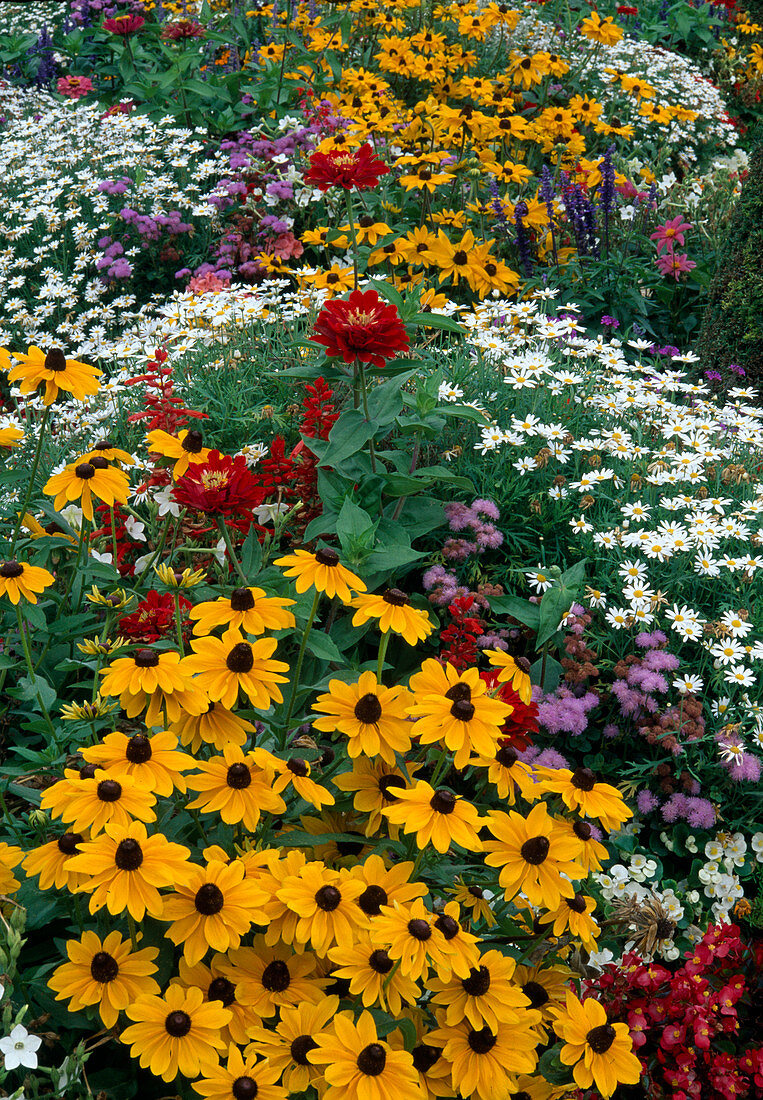 Summer flower bed with annuals: Rudbeckia hirta (coneflower), Zinnia (zinnias), Argyranthemum frutescens (daisies), Ageratum (liverwort)