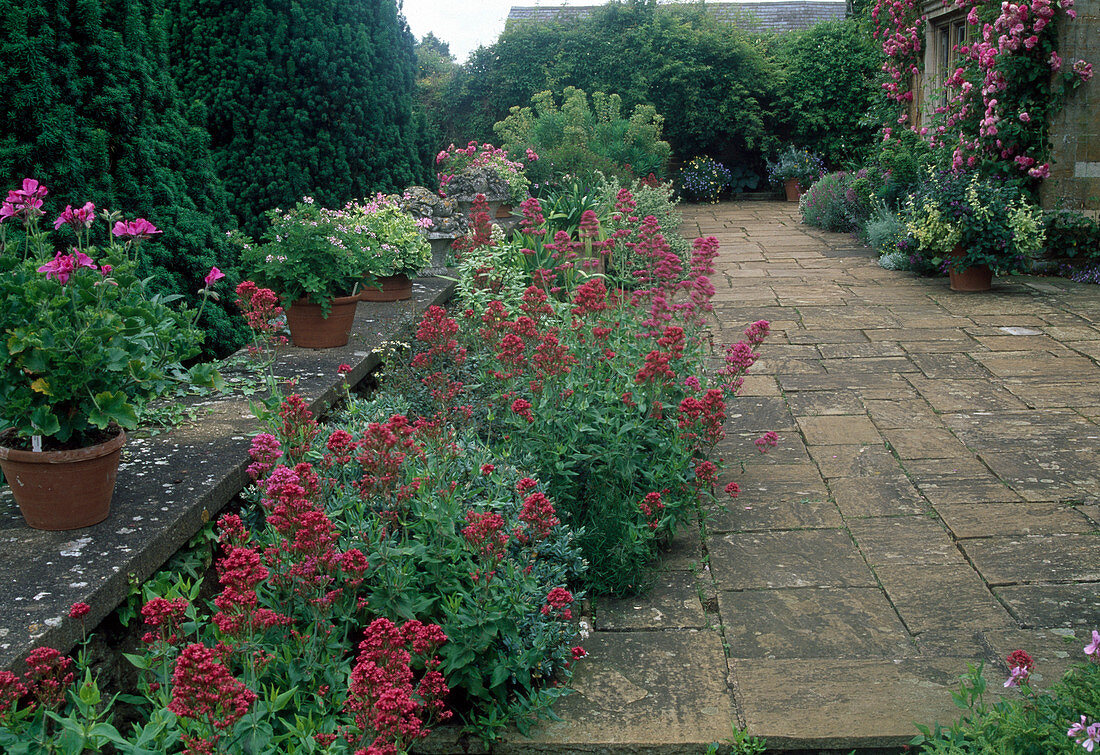 Centranthus ruber (Red spurflower) growing between wall and paved terrace, pots with Pelargonium (geraniums) on the wall