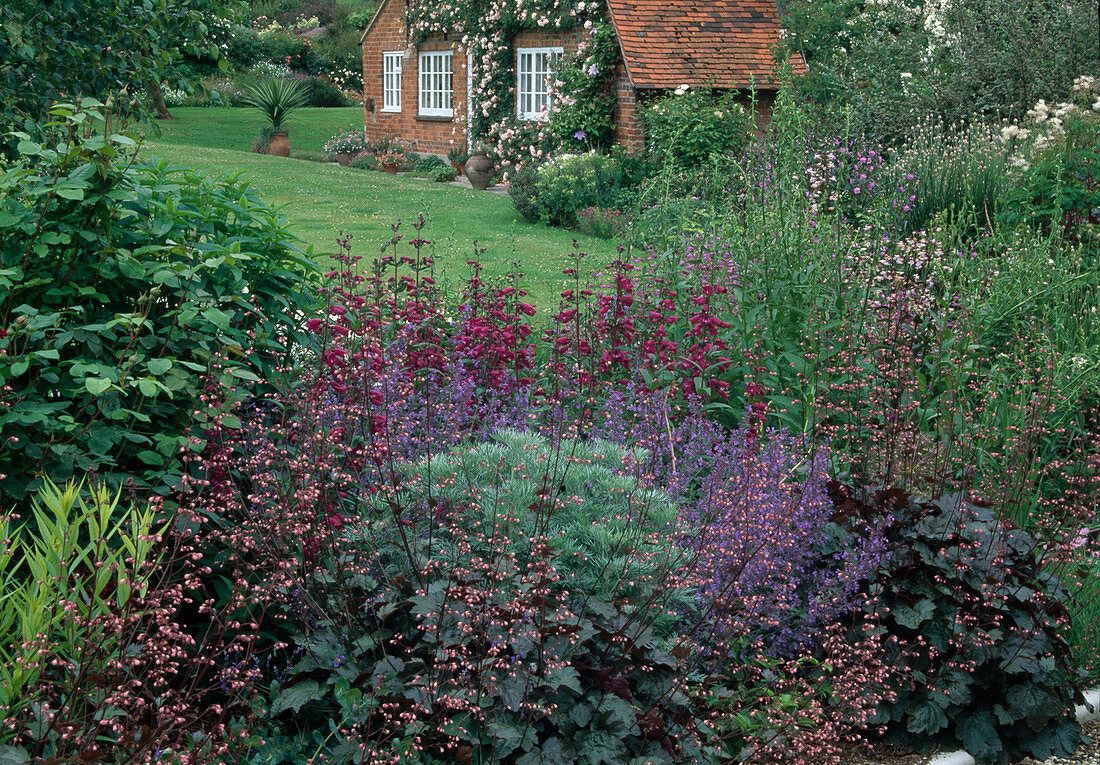 Bed with Heuchera (purple bellflower), Penstemon (bearded violet), Nepeta (catmint) and Artemisia (silver rue), view over lawn, house wall with Rosa (climbing roses)