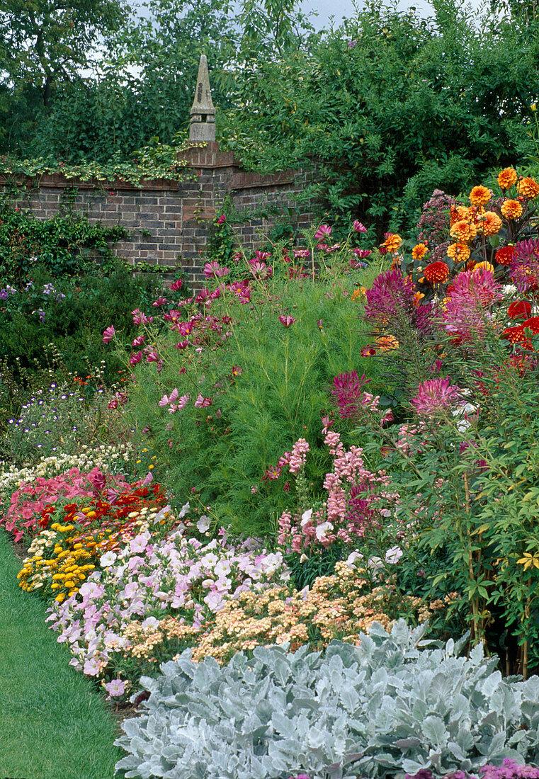 Cleome spinosa (Spinnenblume), Cosmos (Schmuckkörbchen), Dahlia (Dahlien), Cineraria (Silberblatt), Verbena (Eisenkraut), Petunia (Petunie), Antirrhinum (Löwenmäulchen)