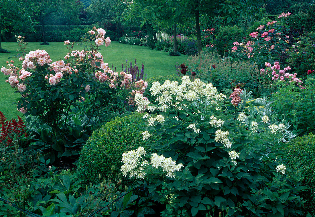 Beet mit Rosa (Rosen), Clematis recta (Waldrebe), Buxus (Buchs)