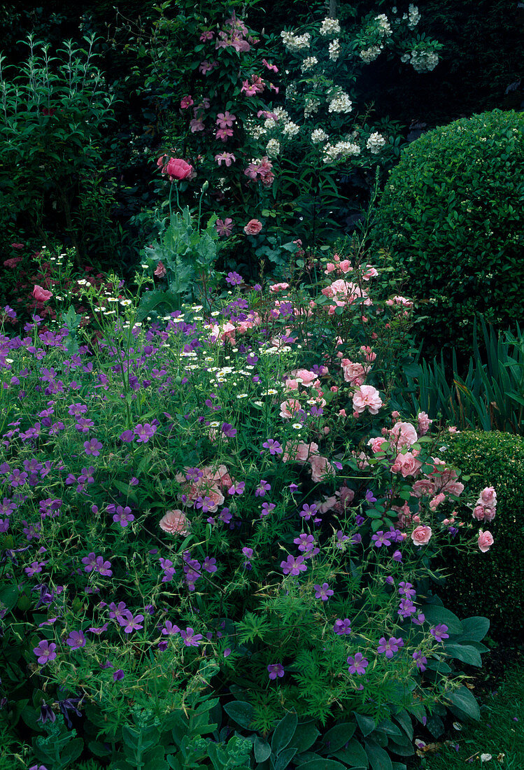 Bed with geranium (cranesbill), Rosa 'Bonica' (shrub rose), Buxus (box), Clematis (woodland vine)