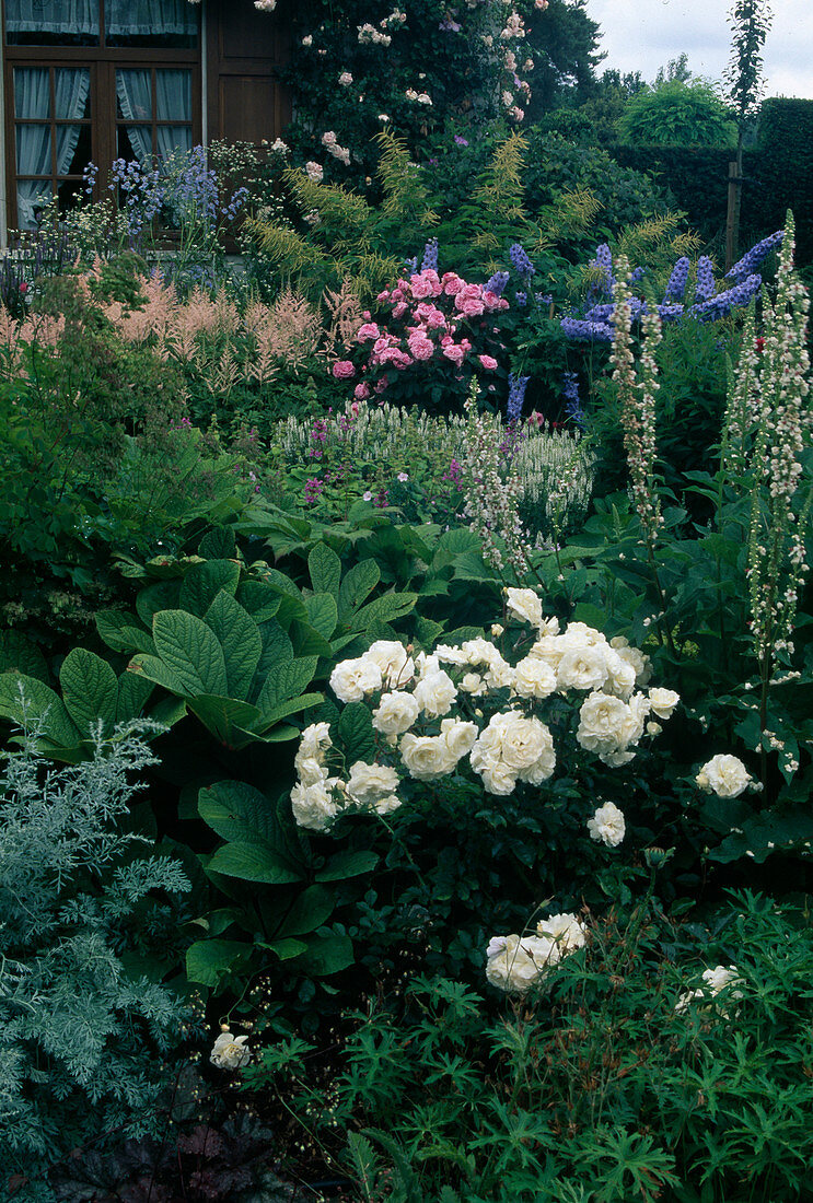 Rosa 'Yvonne Rabier' (Polyantharose) white, Verbascum (mullein), Rodgersia (showleaf), Astilbe (daisy), Delphinium (delphinium)