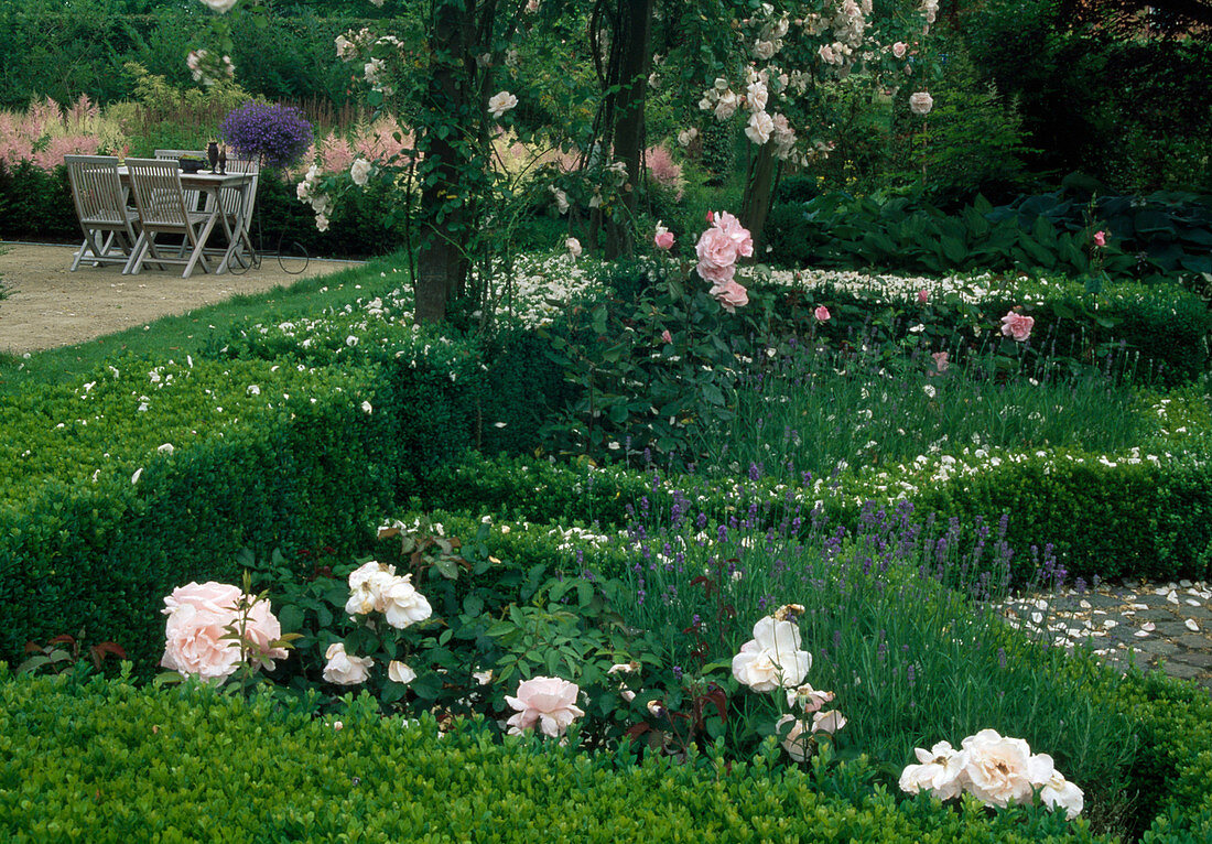 Beds with Buxus (box) - hedges, Rosa 'New Dawn' (climbing roses) - on trees, bedding roses and lavender (Lavandula), at the back area with Astilbe (splendid spirea), seating area on terrace