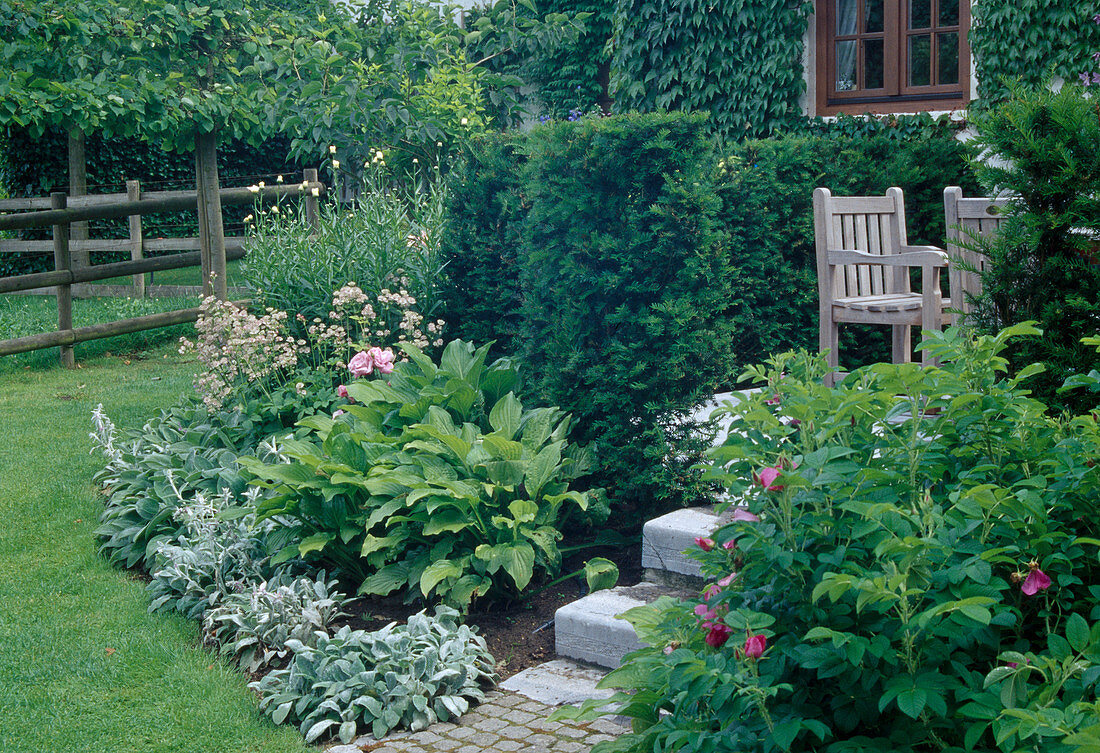 Seating area bordered with hedge of Taxus baccata (yew), border with Hosta (hosta), Stachys byzantina (woolly zest), Astrantia (starflower), Rosa rugosa (apple rose), potato rose