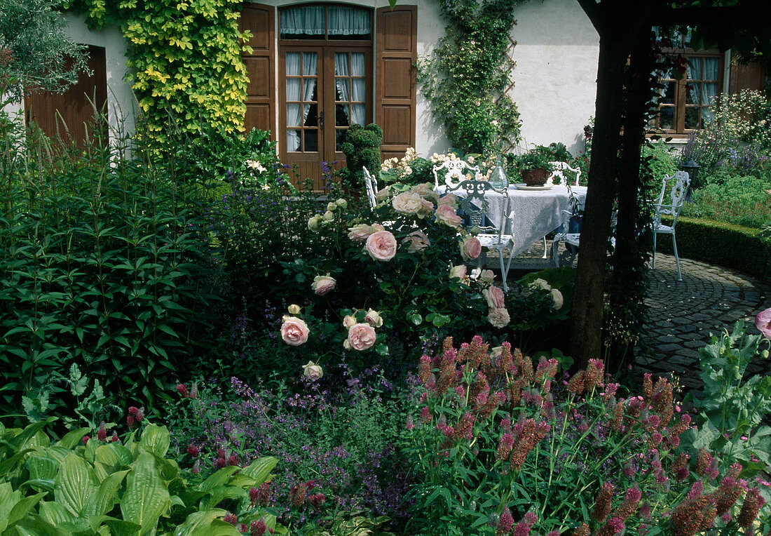 Blick vom Terrassenbeet mit Rosa (Rosen), Nepeta (Katzenminze), Veronicastrum (Ehrenpreis), weiße Sitzgruppe auf Terrasse, Kletterpflanzen an der Hauswand