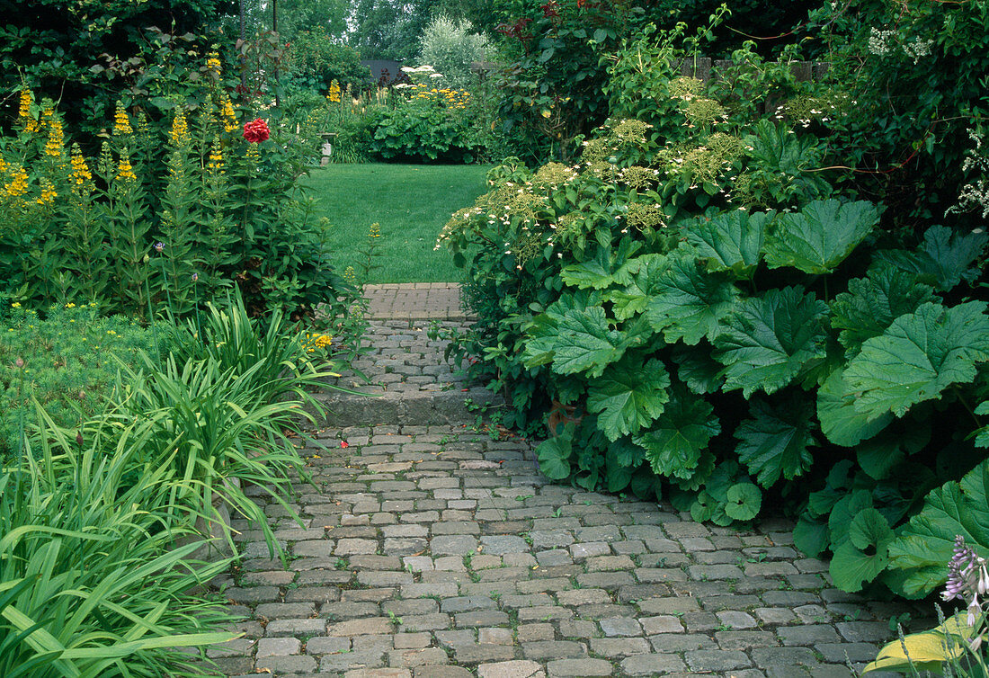 Gartenweg führt zur Rasenfläche, Lysimachia (Goldfelberich), Hydrangea petiolaris (Kletter-Hortensie), Peltiphyllum peltatum (Schildblatt)