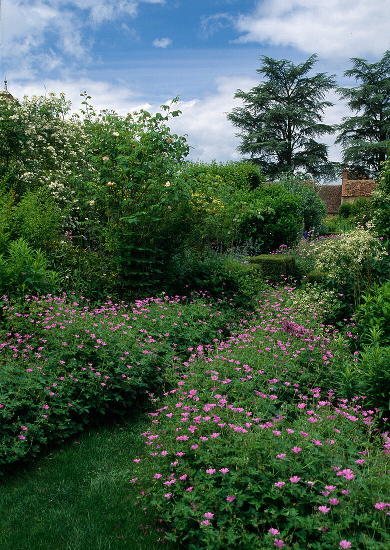 Lawn path between Geranium (Cranesbill)