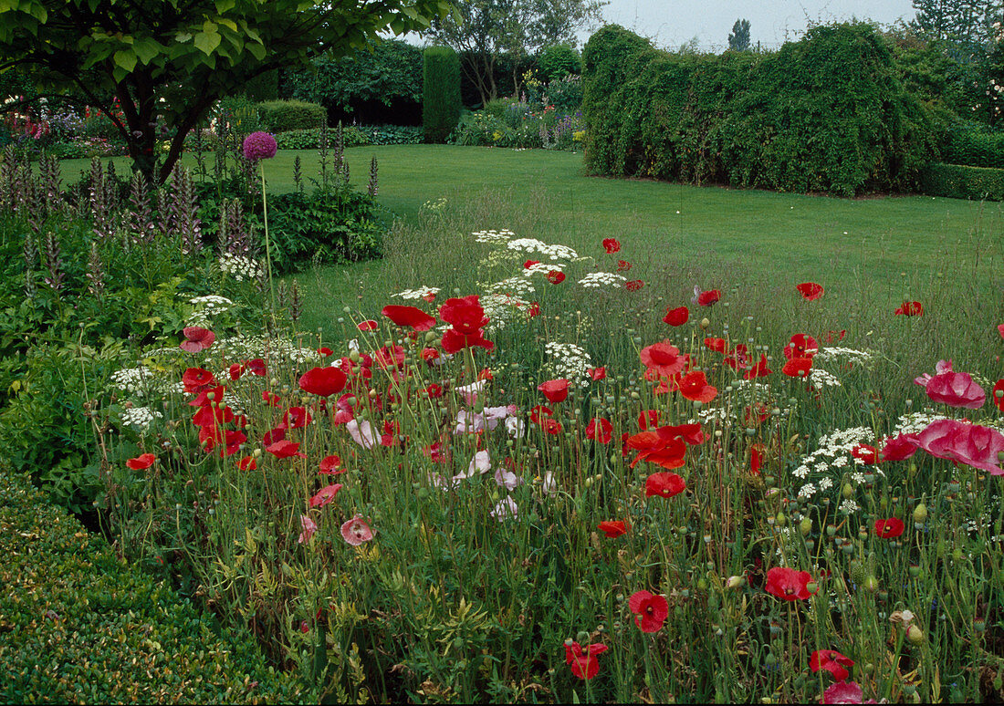 Bed with Papaver rhoeas (corn poppy), Ammi (knotted carrot), Allium (ornamental leek), Acanthus (hogweed), view across lawn to woody plants and perennial beds