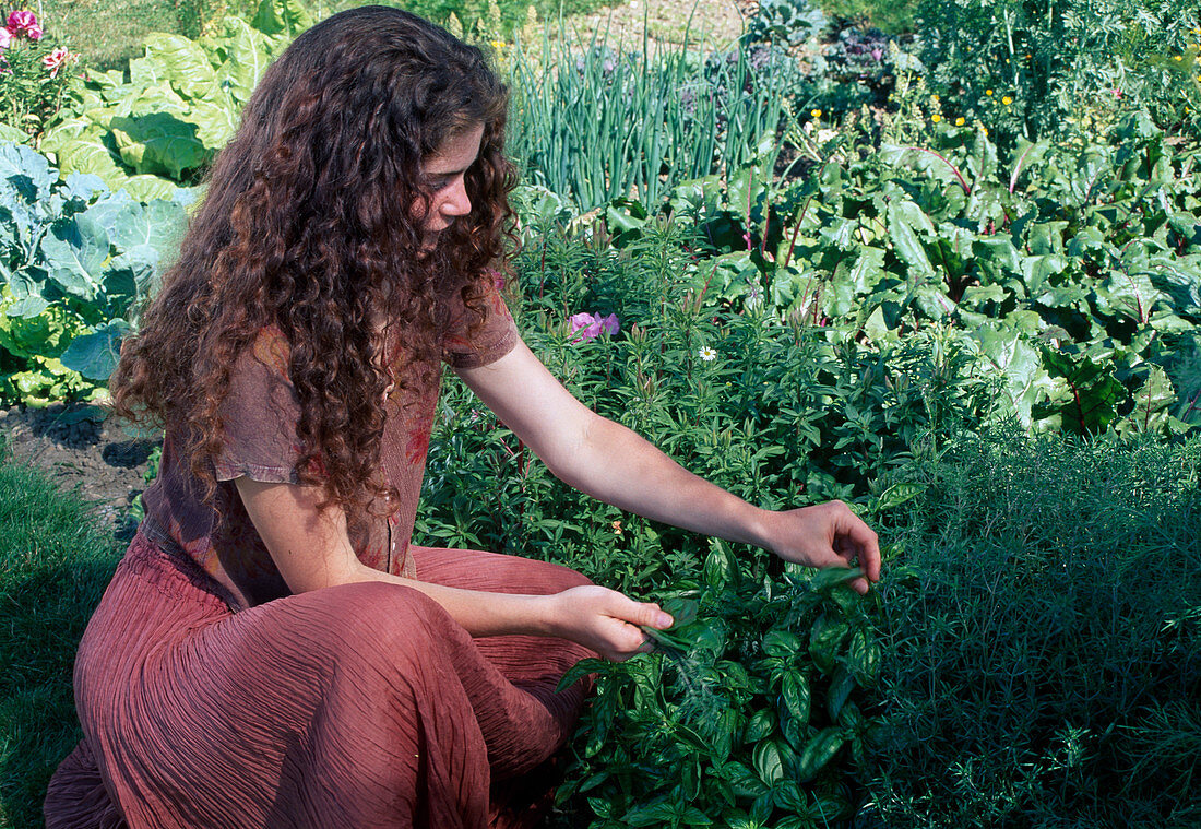 Frau pflückt Basilikum (Ocimum basilicum) im Bauerngarten