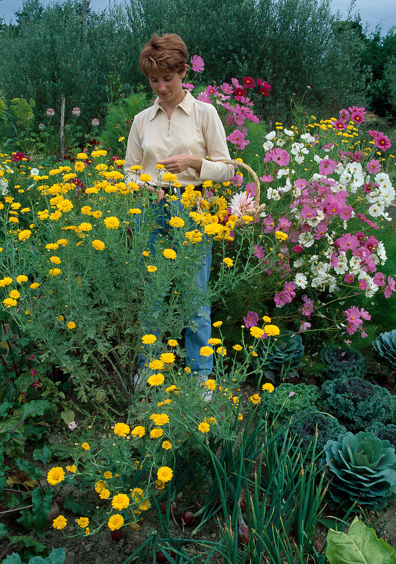 Woman picking flowers: Anthemis (dyer's chamomile) and Cosmos (jewel basket)