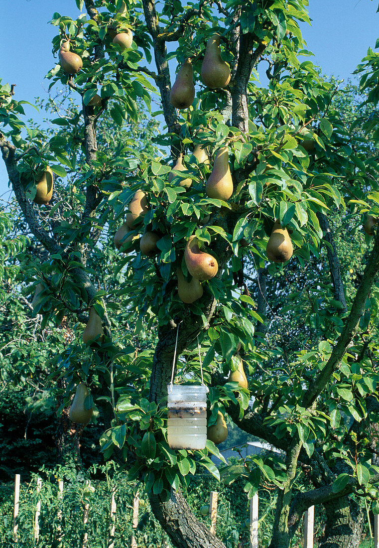 Pear tree (Pyrus communis) with wasp trap