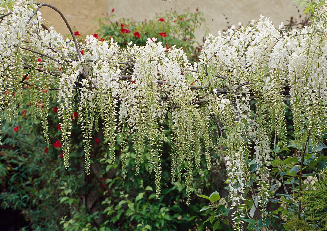 Wisteria longissina alba