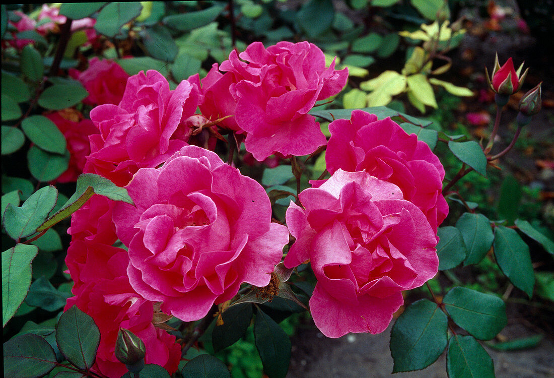 Rosa 'Cyclamen la Sevillana'Strauchrose, öfterblühend mit leichtem Duft