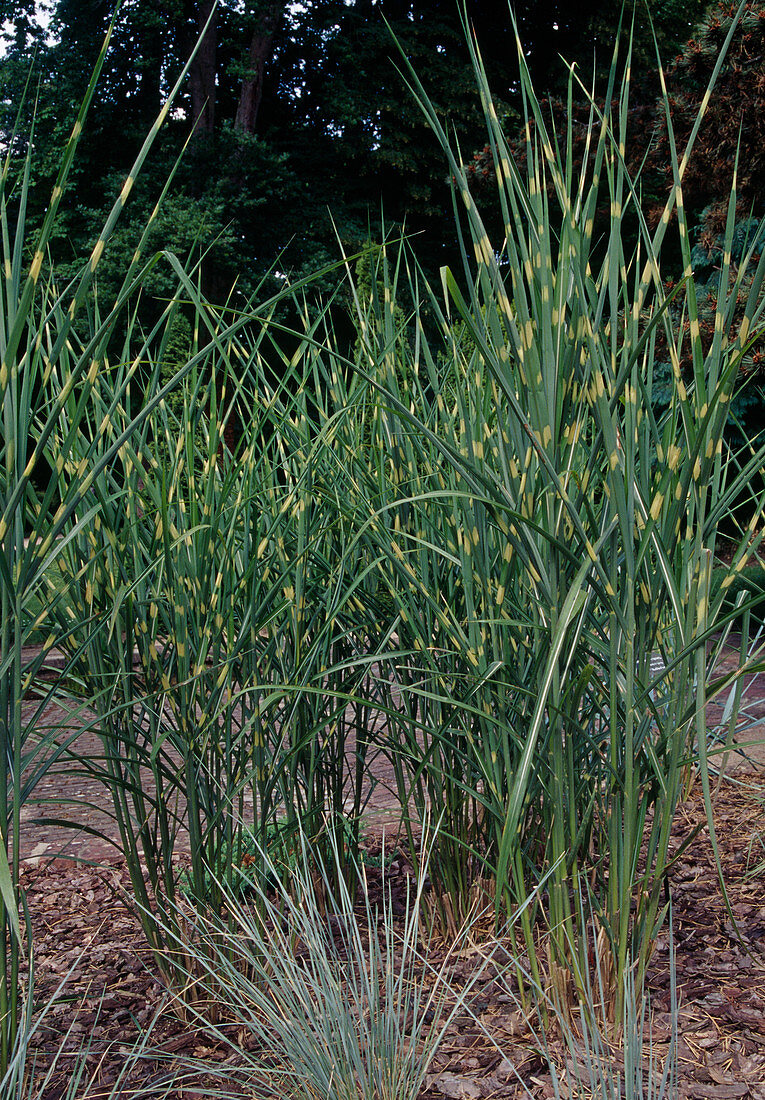 Miscanthus sinensis 'Zebrinus' (Zebragras, Stachelschweingras) , Rindenmulch