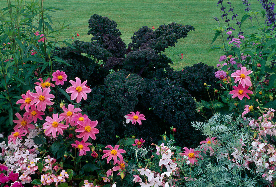 Kale 'Redbor' (brassica), Dahlia (dahlia) and Nicotiana (ornamental tobacco)