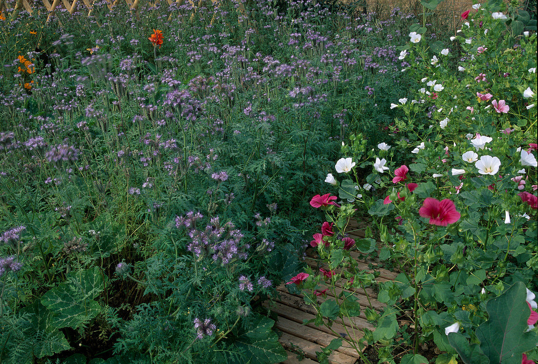 Malope trifida (funnel mallow), Phacelia (bee pasture)