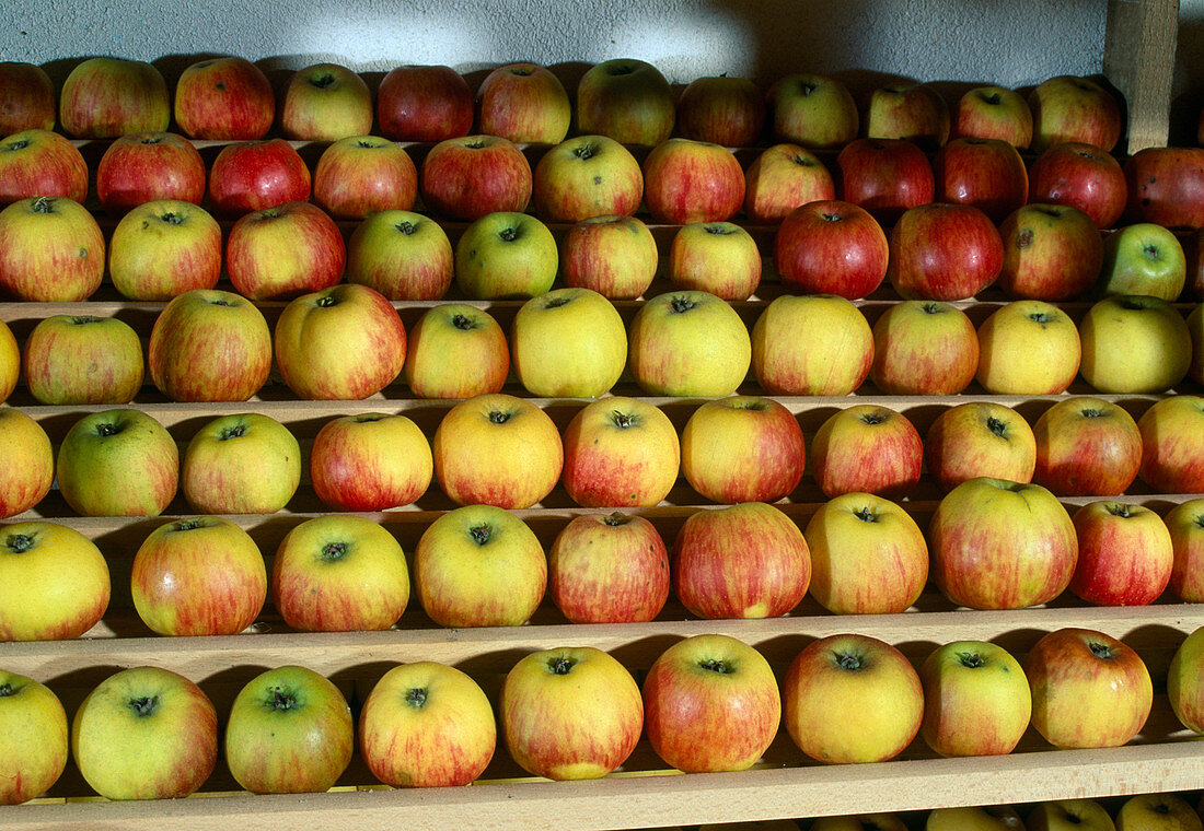 Storing apples
