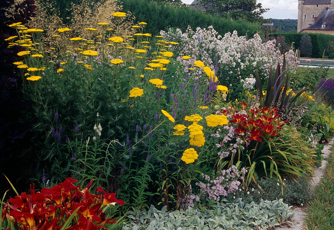 Achillea filipendulina 'Gold Plate '(yarrow), Veronica longifolia 'Blauriesin '(speedwell), Hemerocallis 'Berlin Red '(daylilies) and Campanula (bellflowers)