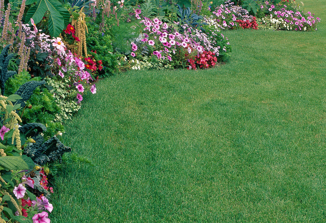 Curved summer flower bed on the lawn: Petunia (petunias), Verbena (verbena), Amaranthus (foxtail), Begonia semperflorens (ice begonias), Dahlia (dahlia)