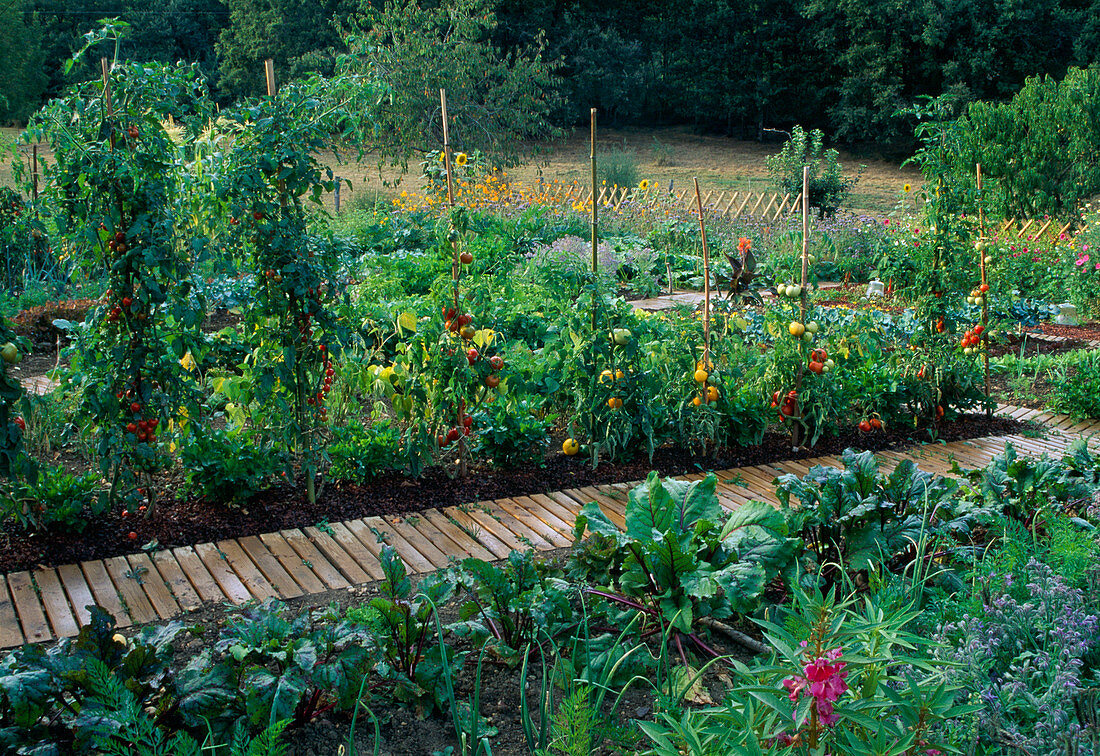 Bauerngarten mit Tomaten (Lycopersicon) mit Rindenmulch und rote Bete (Beta vulgaris), Rollweg