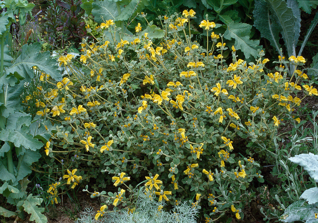 Phlomis lanata (Wolliges Brandkraut)